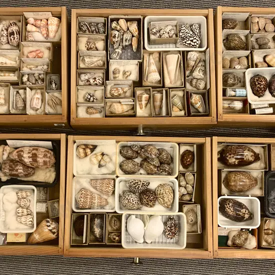 Ten-Drawer Pine Chest Of Shells