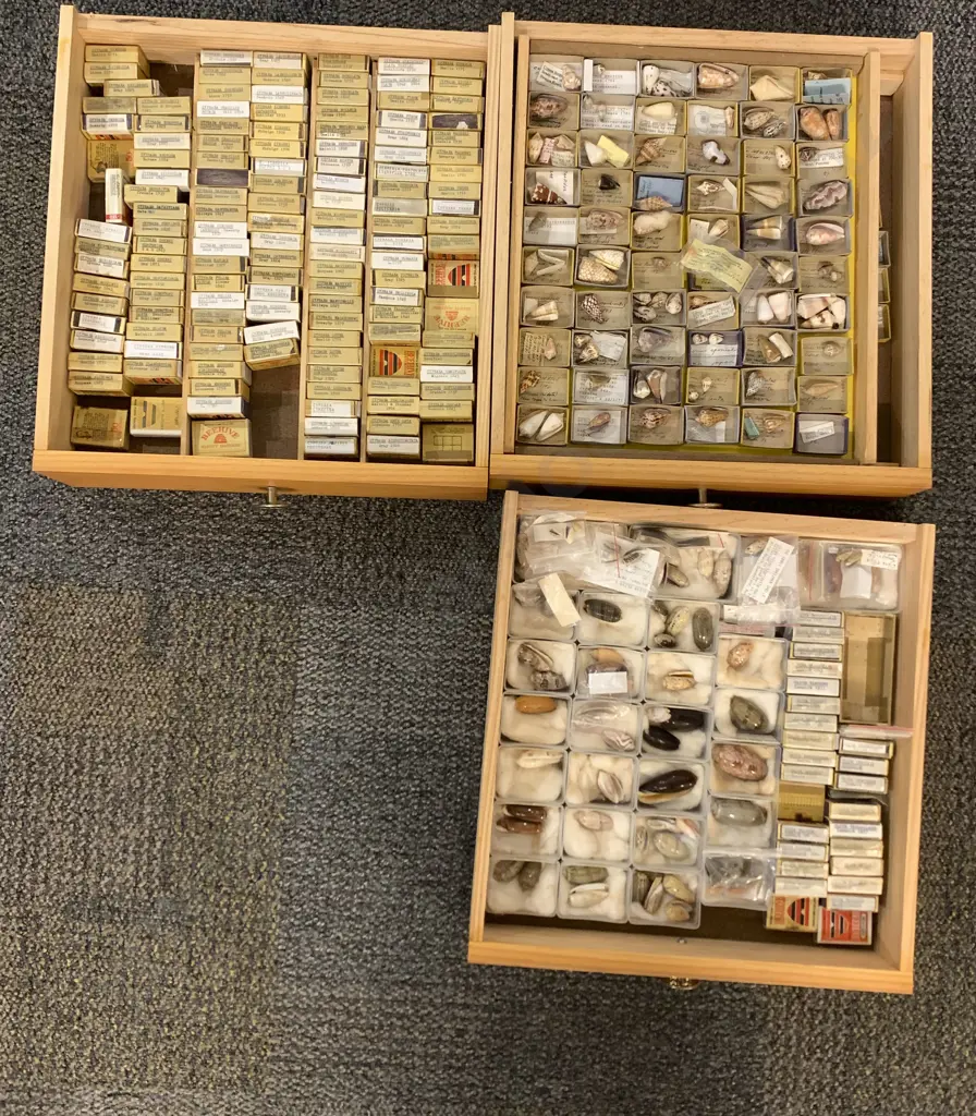 Nine-Drawer Pine Chest Of Shells Image 1++