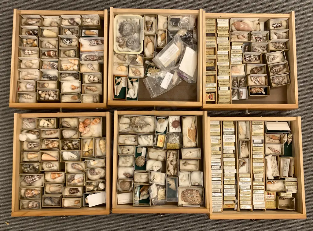 Nine-Drawer Pine Chest Of Shells Image 1++