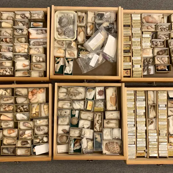 Nine-Drawer Pine Chest Of Shells