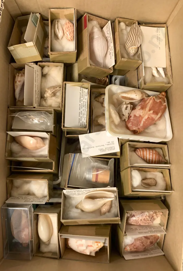 Large Box Of Assorted Shells Image 1++