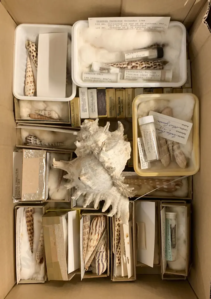 Large Box Of Assorted Shells Image 1++
