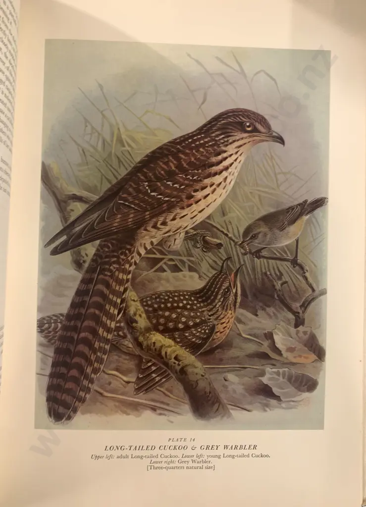 Bullers Birds Of New Zealand Book Image 1++