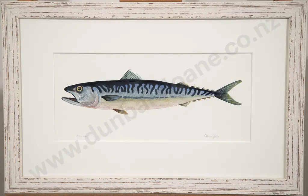 C Harcourt (?) - Mackerel Image 1++