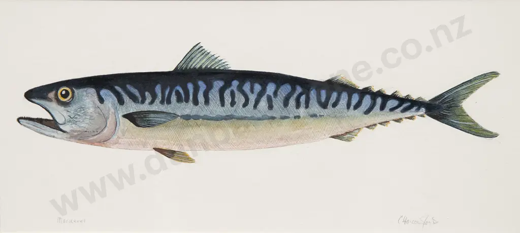 C Harcourt (?) - Mackerel Image 1++