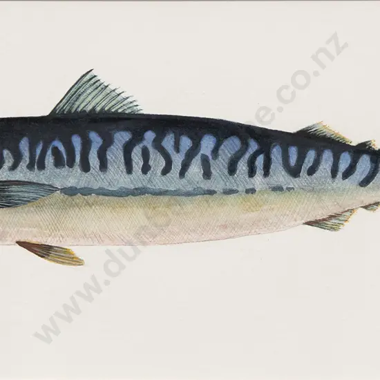 C Harcourt (?) - Mackerel