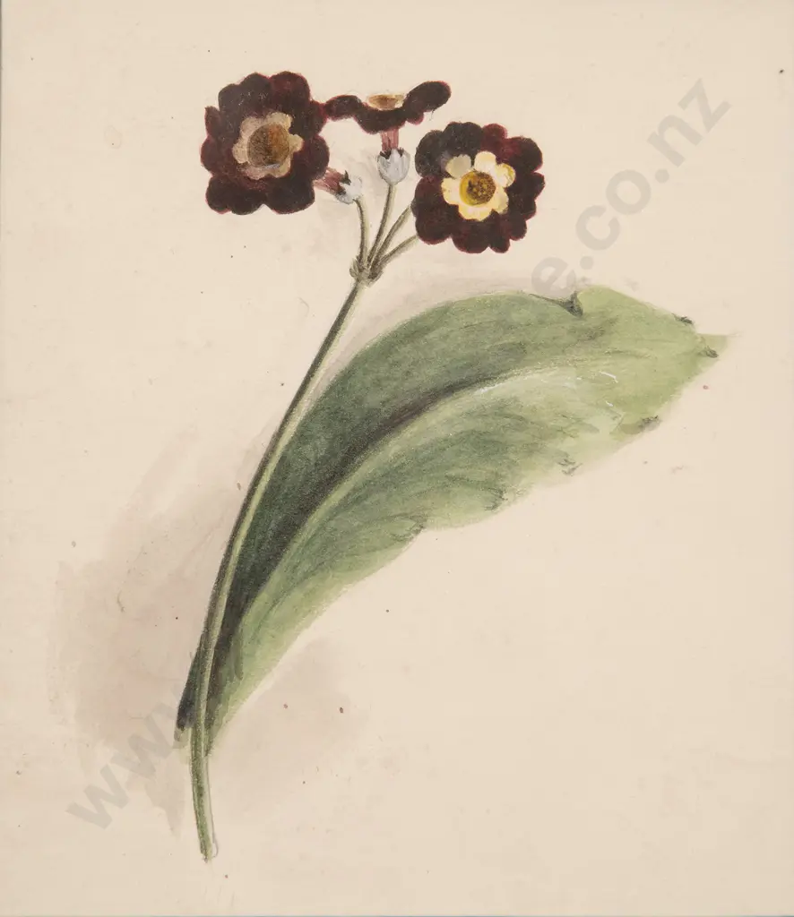 Two Small Botanical Watercolours and Six Prints of Roses Image 1++