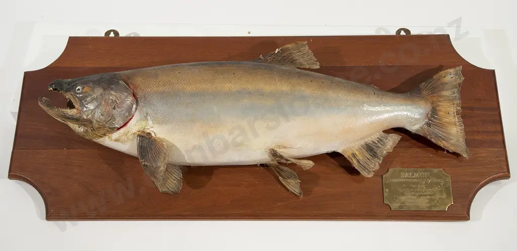 Mounted Taxidermy Salmon Image 1++