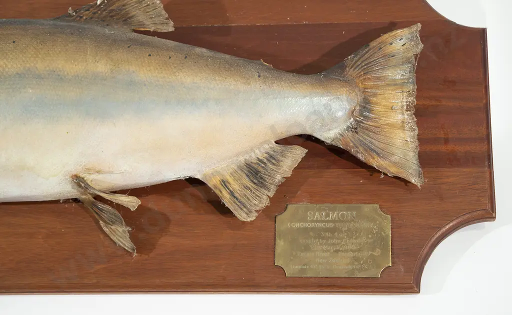 Mounted Taxidermy Salmon Image 1++