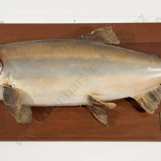 Mounted Taxidermy Salmon