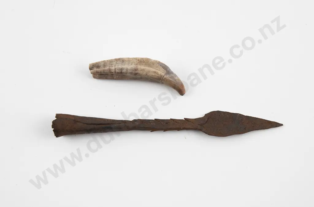 Steel arrow head and a seal tooth Image 1++