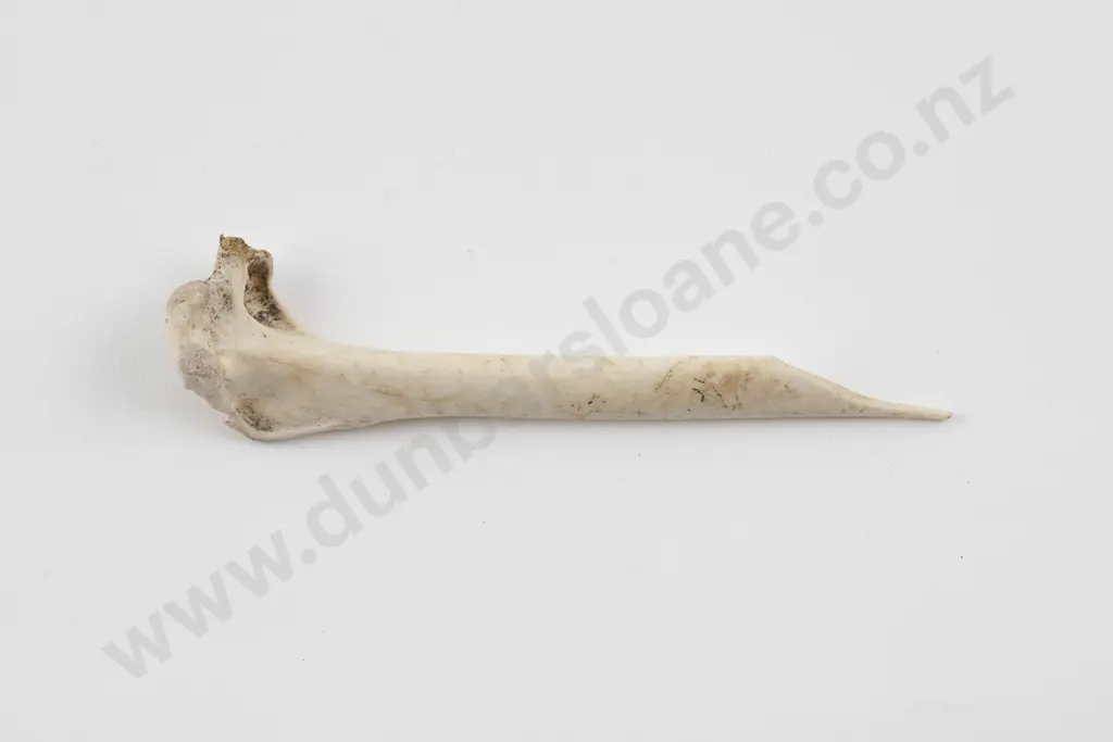 Bone Awl Image 1++