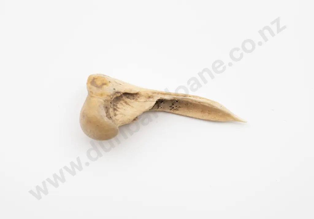 Bone Awl Image 1++