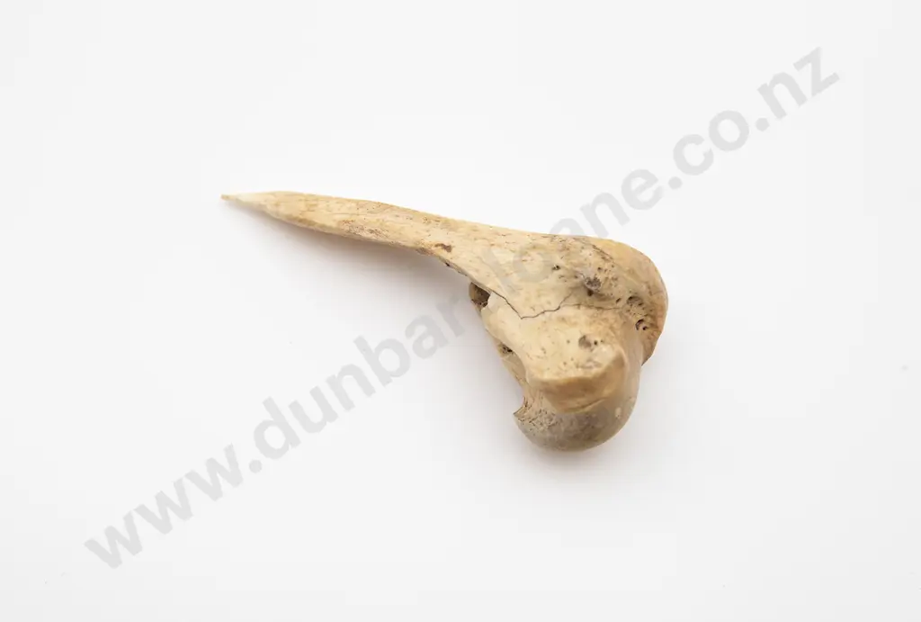 Bone Awl Image 1++