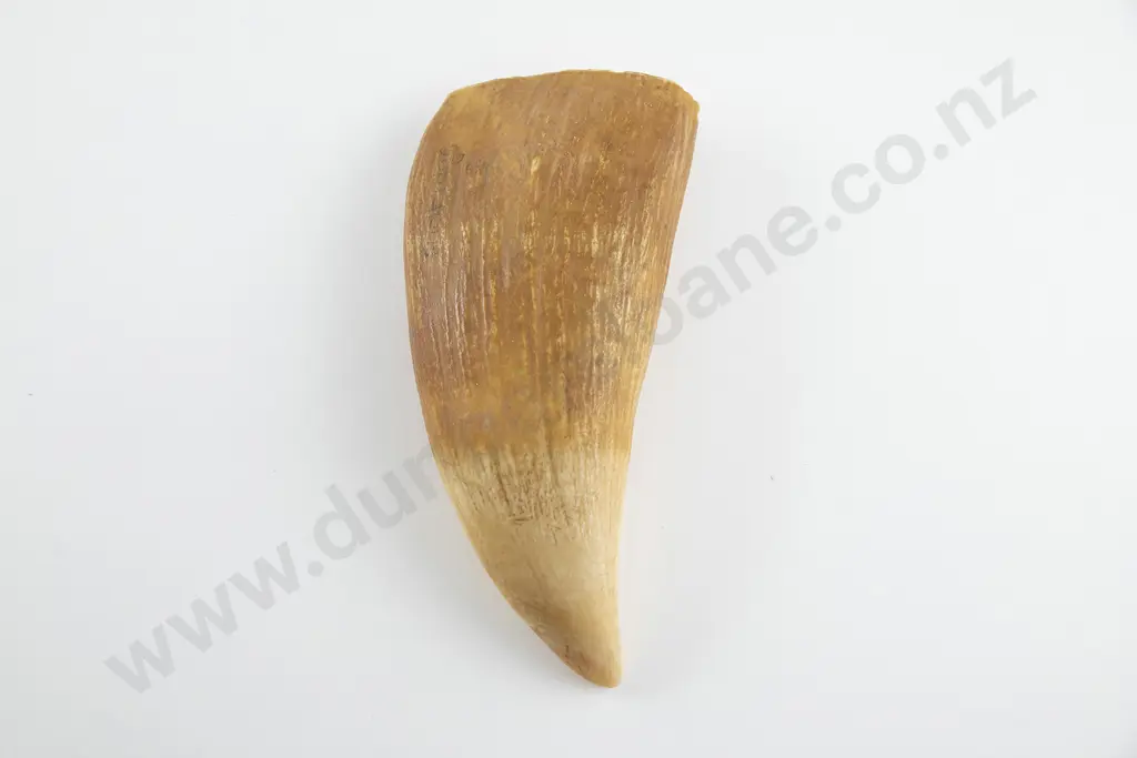 Sperm Whale tooth Image 1++