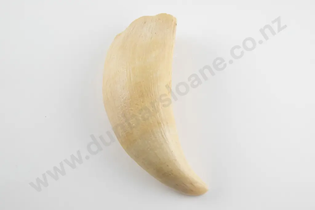 Sperm Whale tooth Image 1++