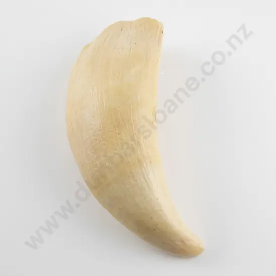 Sperm Whale tooth