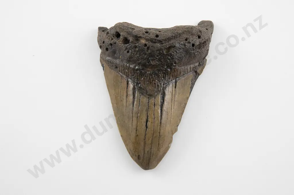 An Impressive Megalodon Fossil Shark tooth Image 1++