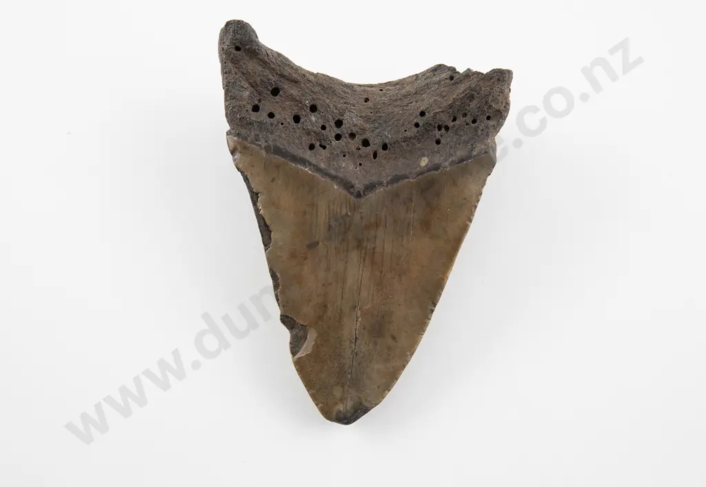An Impressive Megalodon Fossil Shark tooth Image 1++