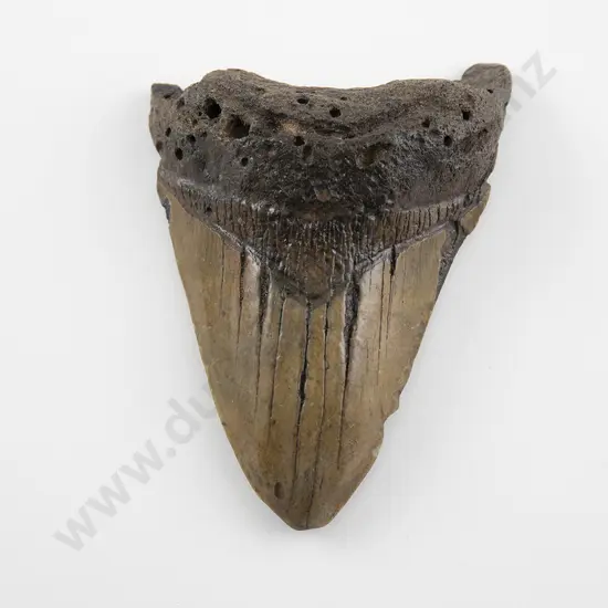 An Impressive Megalodon Fossil Shark tooth