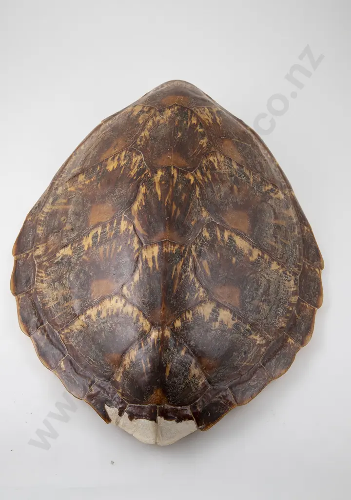 Tortoise Carapace (Faults) Image 1++
