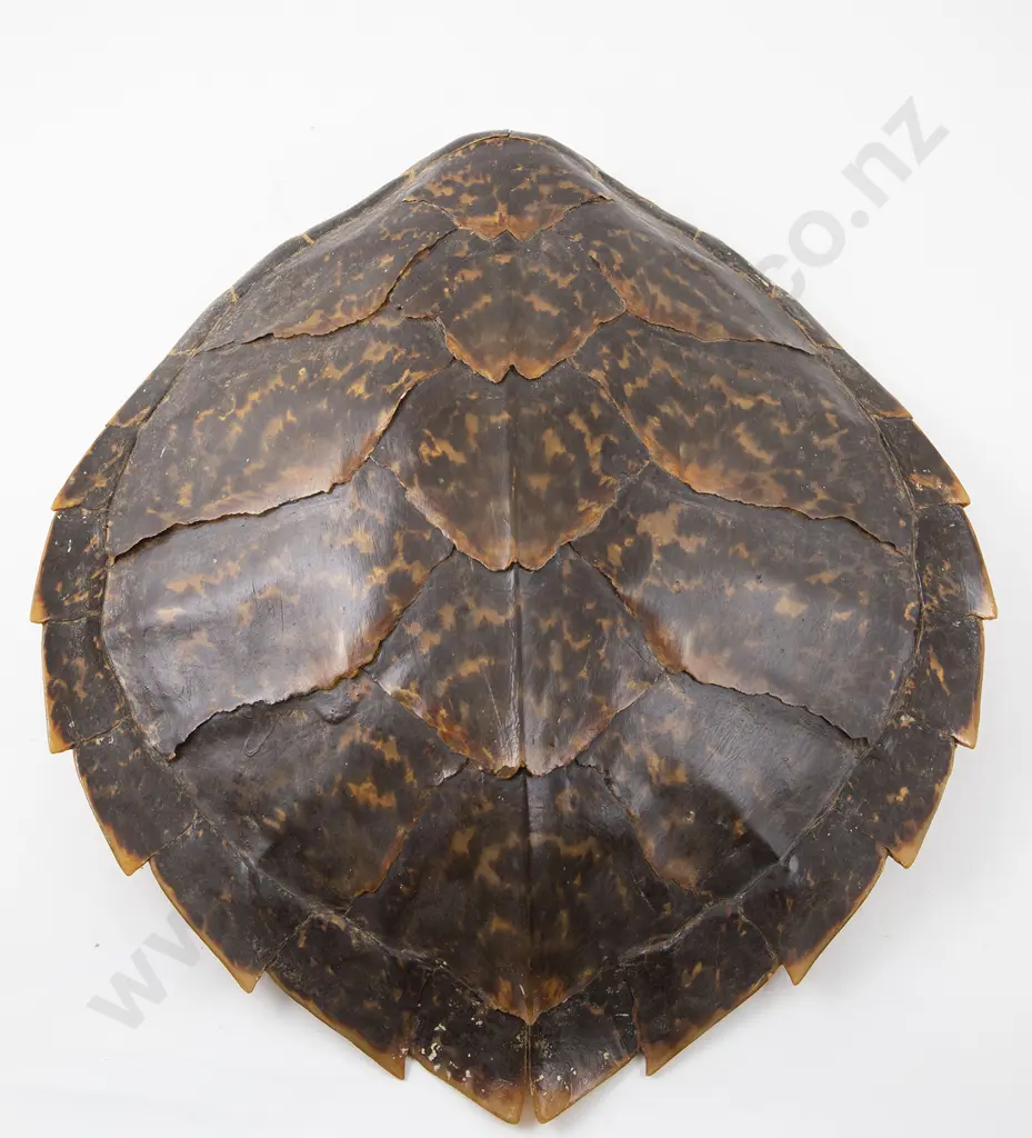 Tortoise Carapace Image 1++