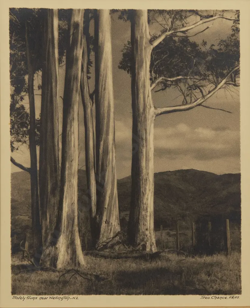 George Chance - Stately Gums near Wellington Image 1++