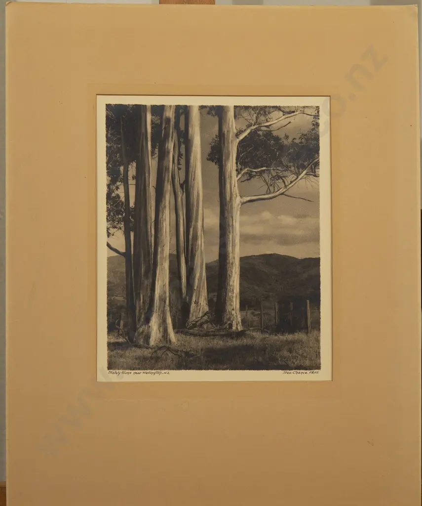 George Chance - Stately Gums near Wellington Image 1++