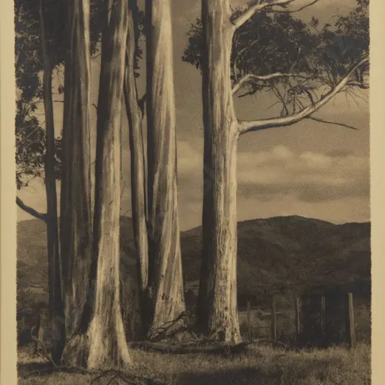 George Chance - Stately Gums near Wellington