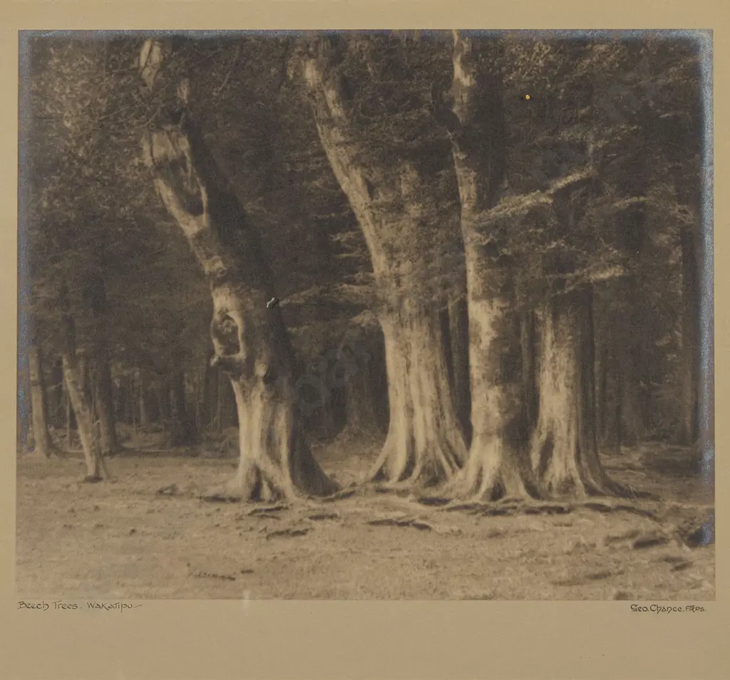 George Chance - Beech Trees in Wakatipu Image 1++