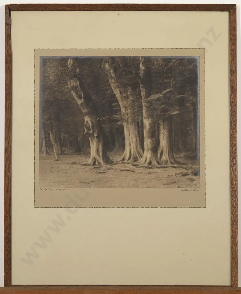 George Chance - Beech Trees in Wakatipu Image 1++