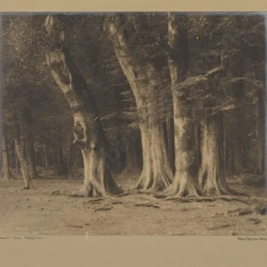 George Chance - Beech Trees in Wakatipu