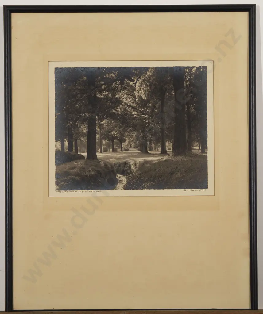 George Chance -  Woodland Sunshine in Christchurch NZ Image 1++