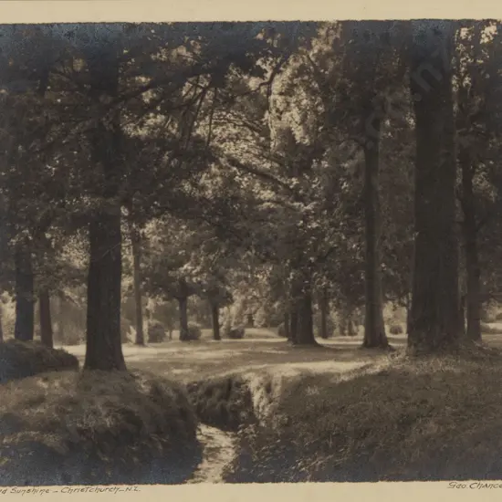 George Chance -  Woodland Sunshine in Christchurch NZ