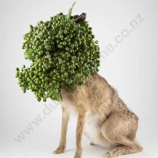 Karley Feaver - "Ralphie"