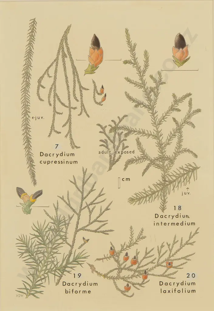 Hugh Wilson - Original Drawing for 'Stewart Island Plants' Image 1++