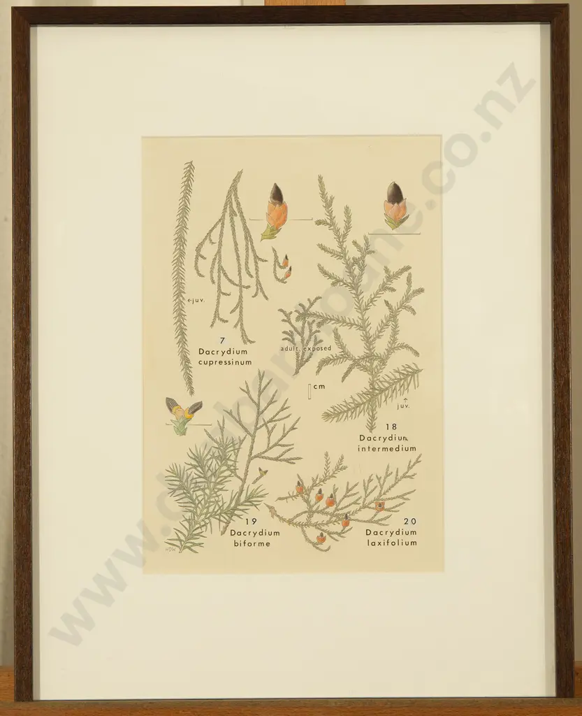 Hugh Wilson - Original Drawing for 'Stewart Island Plants' Image 1++