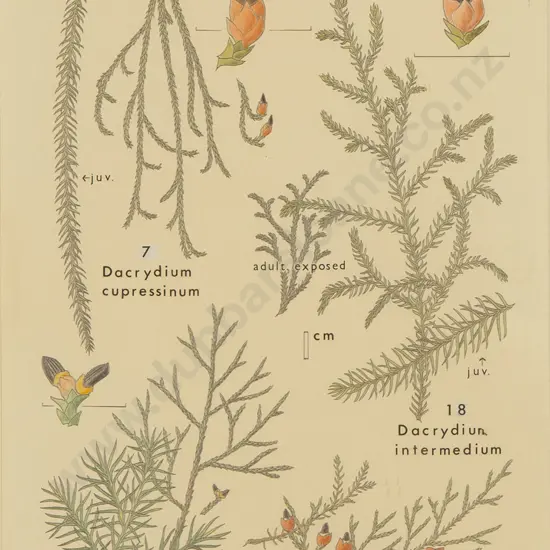 Hugh Wilson - Original Drawing for 'Stewart Island Plants'