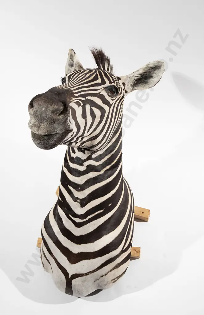 Taxidermy  Zebra Full  Head Mount Image 1++