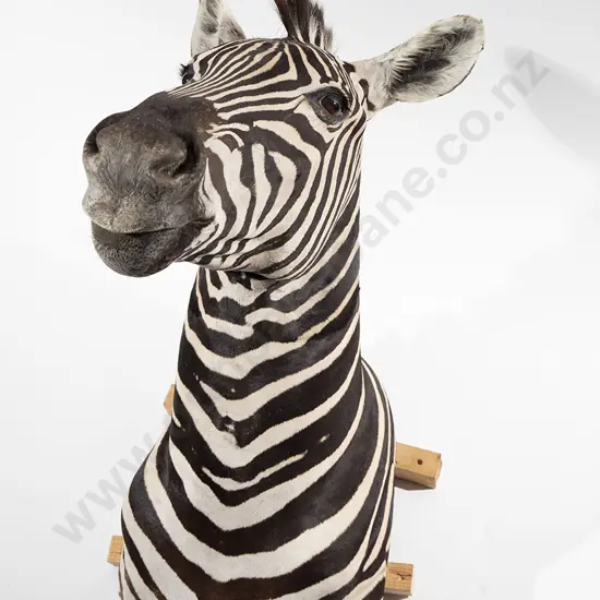 Taxidermy  Zebra Full  Head Mount