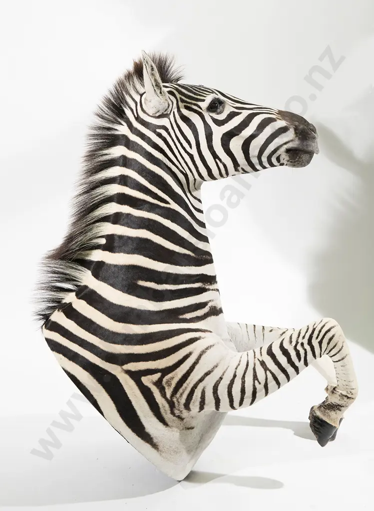 Taxidermy Full Zebra Head Mount Image 1++