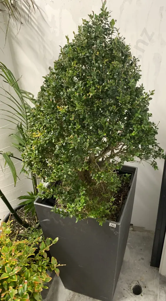 Large Plant and Pot Image 1++