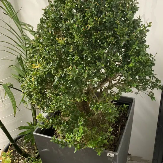 Large Plant and Pot