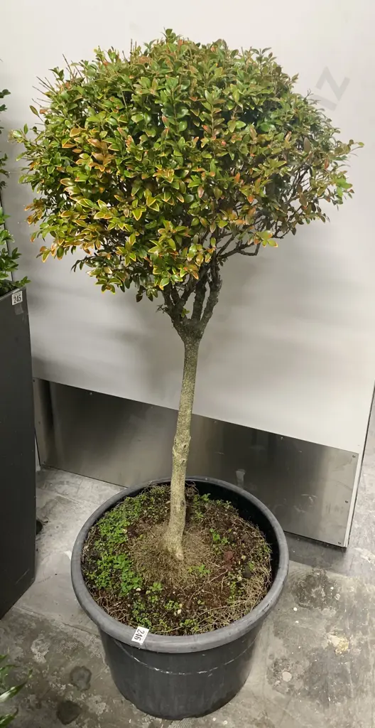 Small Tree in Pot Image 1++