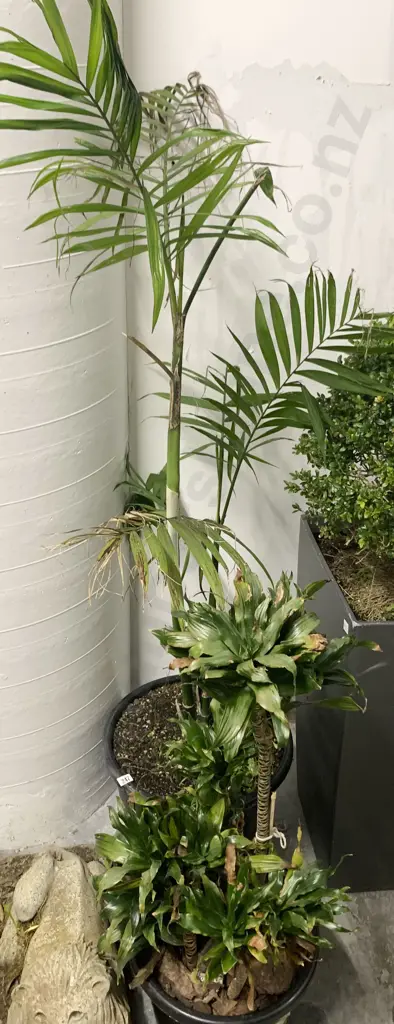 Two Plants in Pots Image 1++