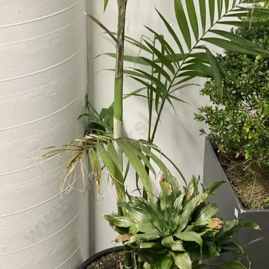 Two Plants in Pots