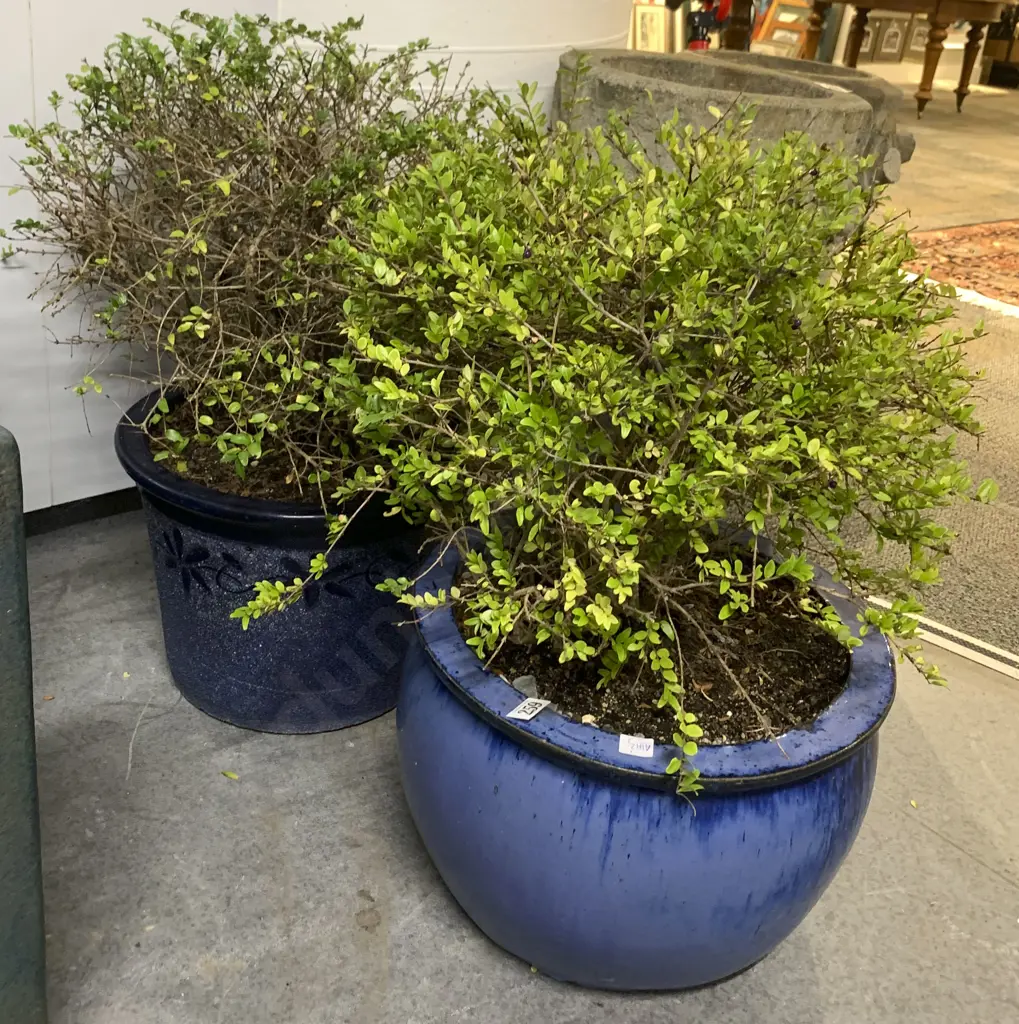 Two Blue Planters and Plants Image 1++