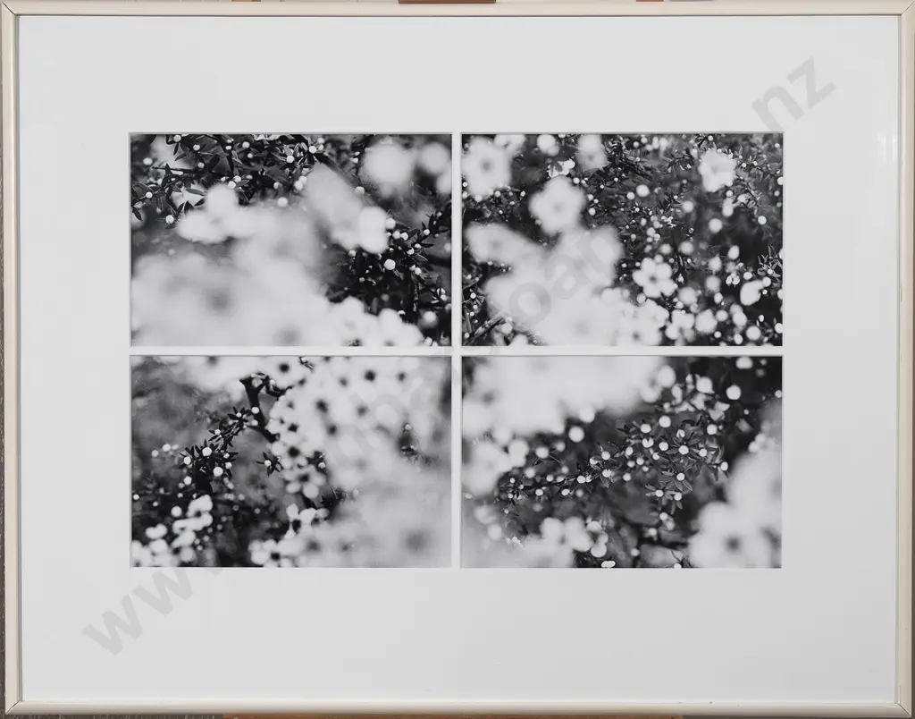 Anne Noble (b 1954) - Manuka in Flower Image 1++