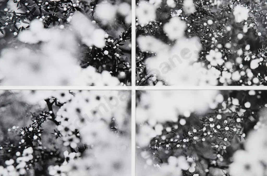 Anne Noble (b 1954) - Manuka in Flower Image 1++