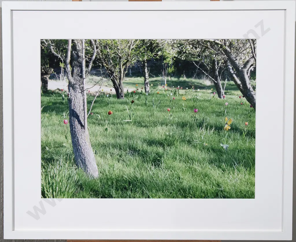 Peter Peryer (1941-2018) - Tulips Image 1++